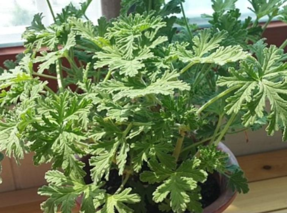 구문초 모기퇴치식물