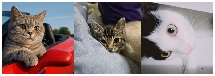 저희집 죽다 살아난 고양이 삼형제 입니다.