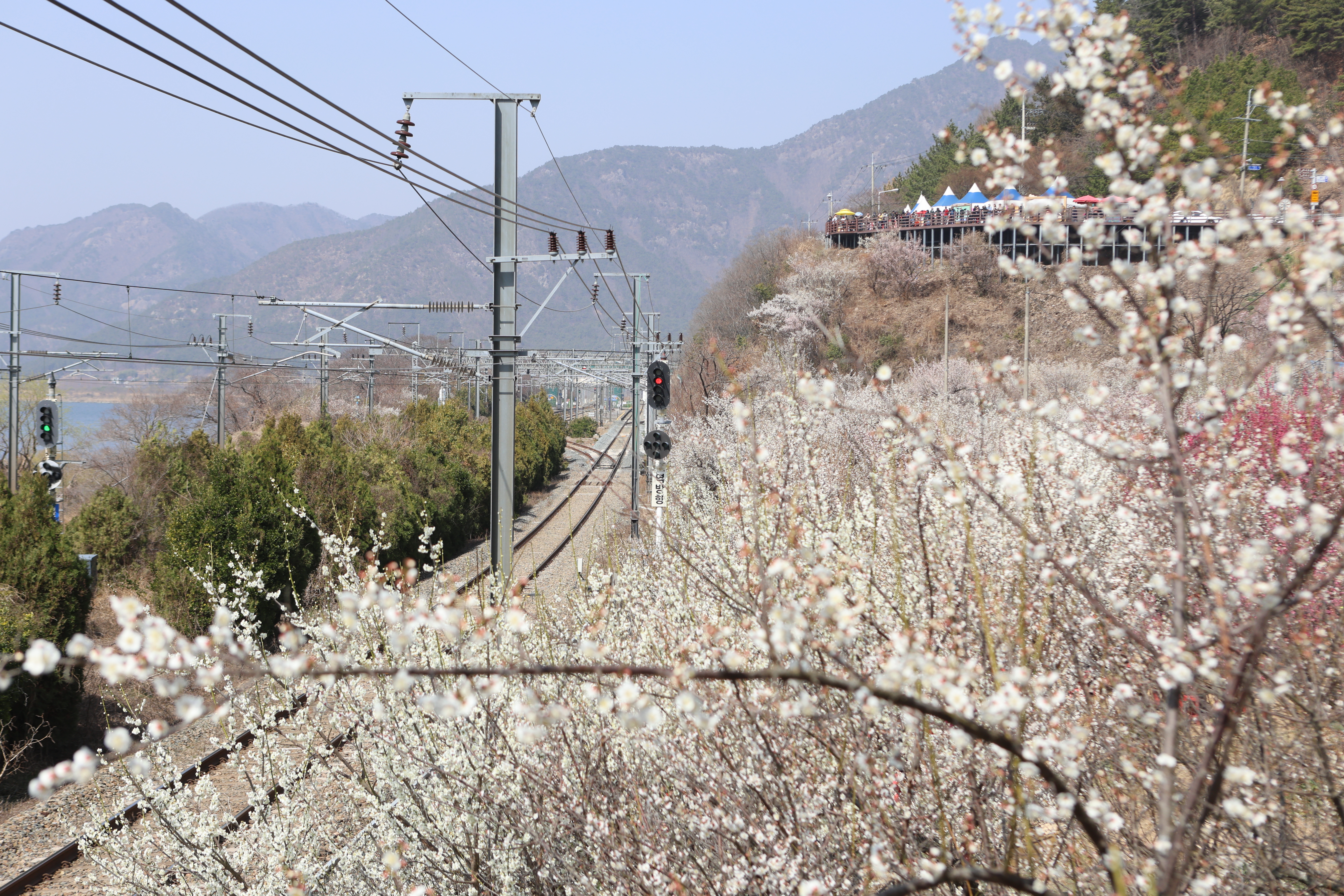 양산-원동-매화축제