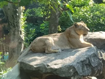 아시아사자 인도 동물 특징 성격_26