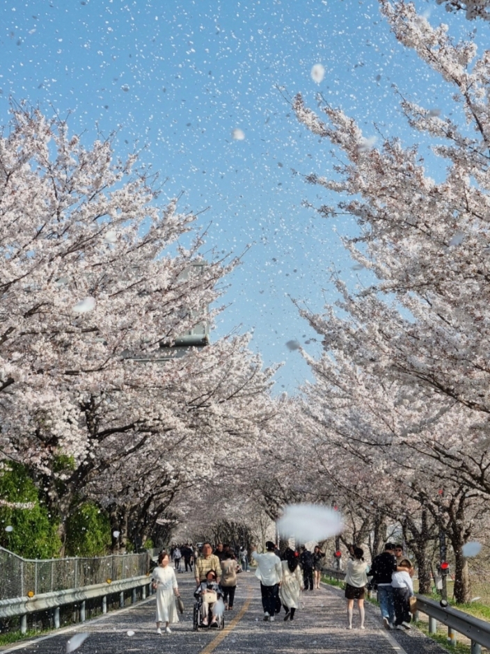 양산시 물금벚꽃축제 기본일정과 프로그램 소개