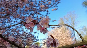 봄날의 경주 데이트&amp;#44; 벚꽃과 한옥 지붕 뷰를 품은 황리단길 고즈넉한 노키즈존 카페