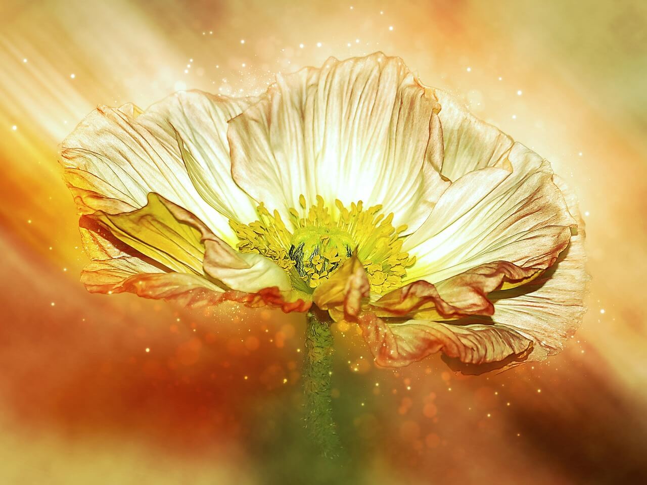 꽃에서 빛나는 총 천연색 빛깔을 표현한 그래픽