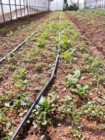 순무 재배 봄 가을 파종 비료 절감 키우기 요령_9