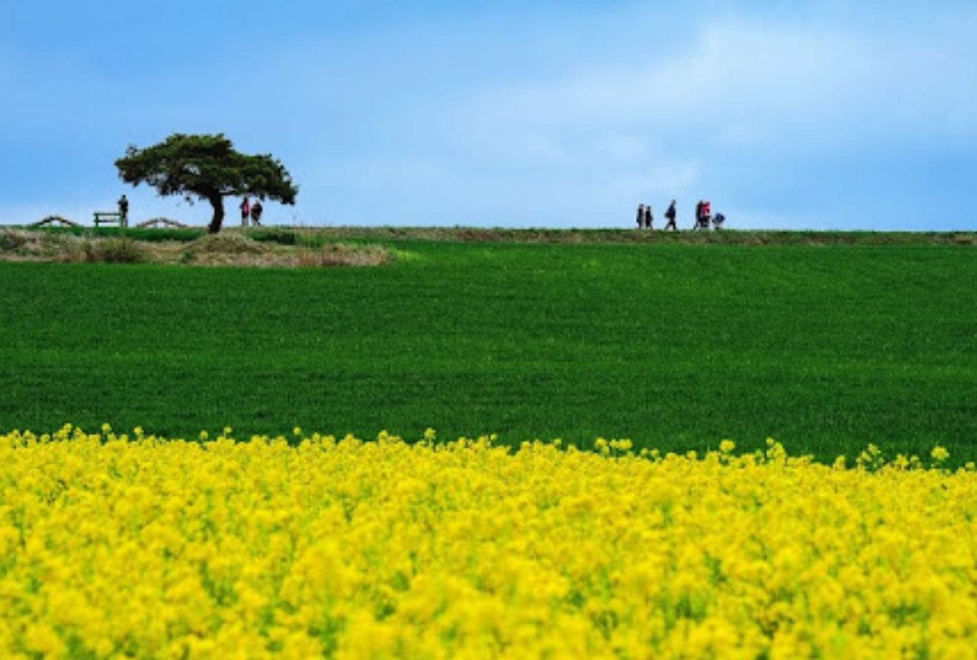 고창-청보리밭-축제