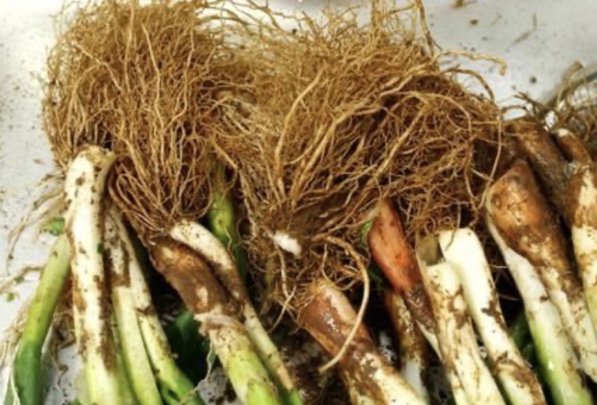 감기와 바이러스감기 ,A형 독감 이런 차이점.