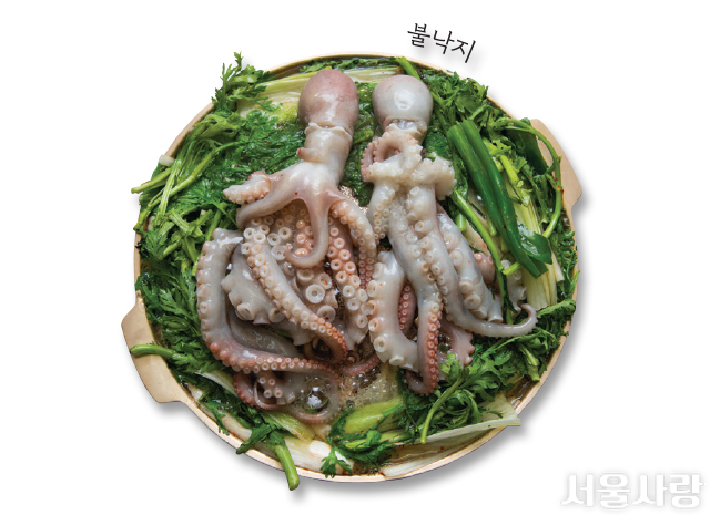 낙지