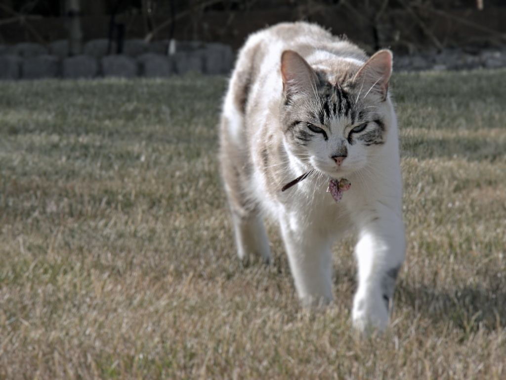 반려동물 심리치료사 관련 사진