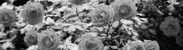 장미 삽목시기: 여름 장마철 권장