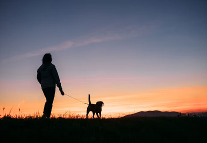 산책중인 강아지