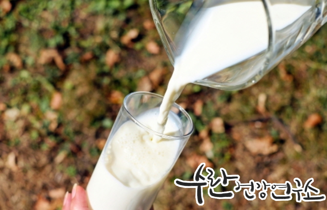 LGG 유산균 효능 부작용