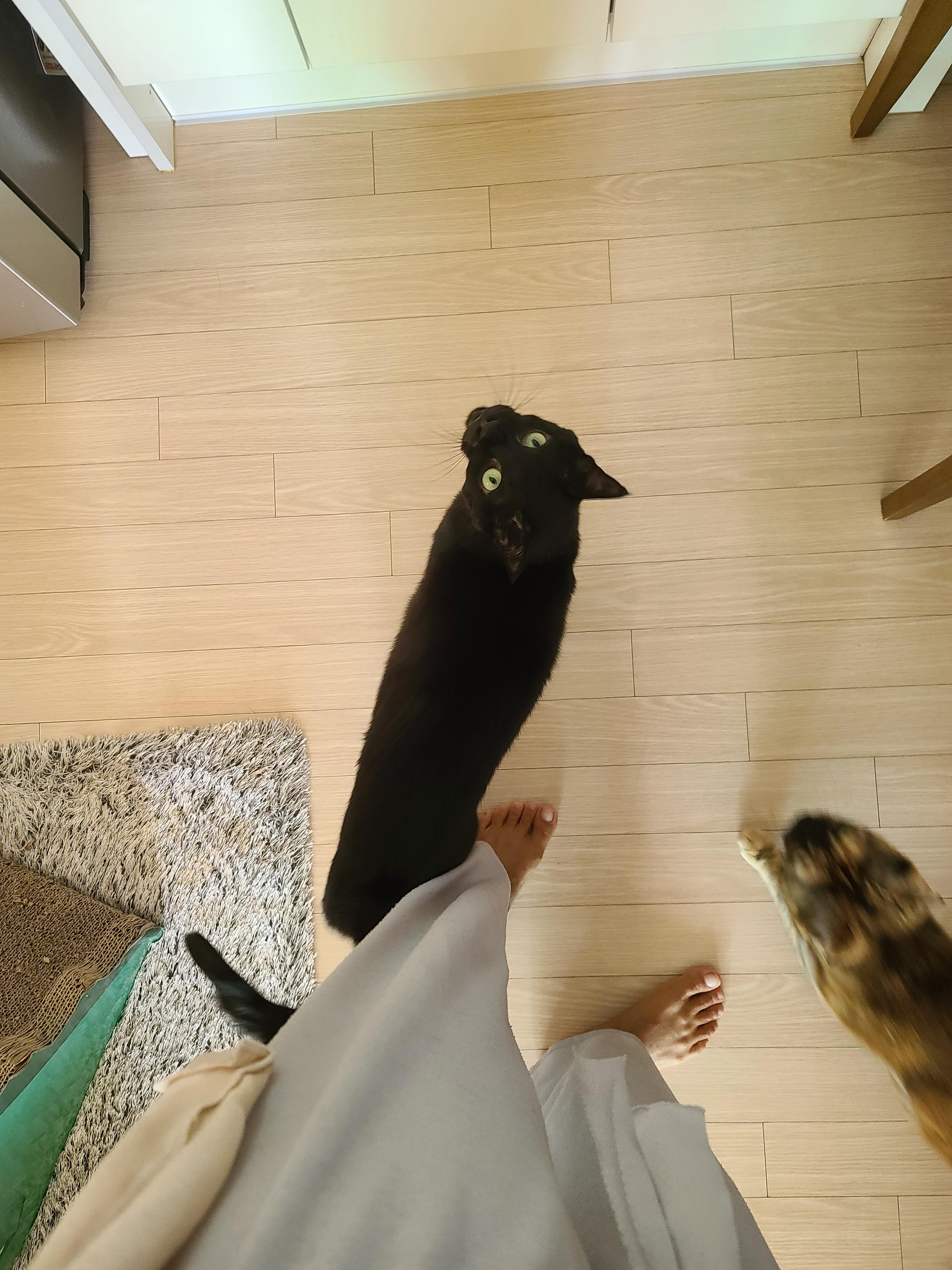 엄마랑 같이 걸으면서 수다스런 고양이 건 ㅋ(feat.아이컨택은 기본)