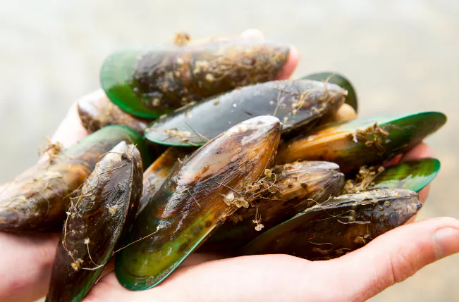 초록입홍합-효능-부작용-건강