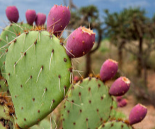 백년초 - 장수와 건강을 담은 선인장