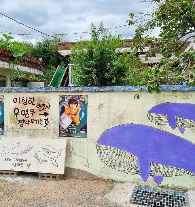 우영우_소덕동_팽나무_12