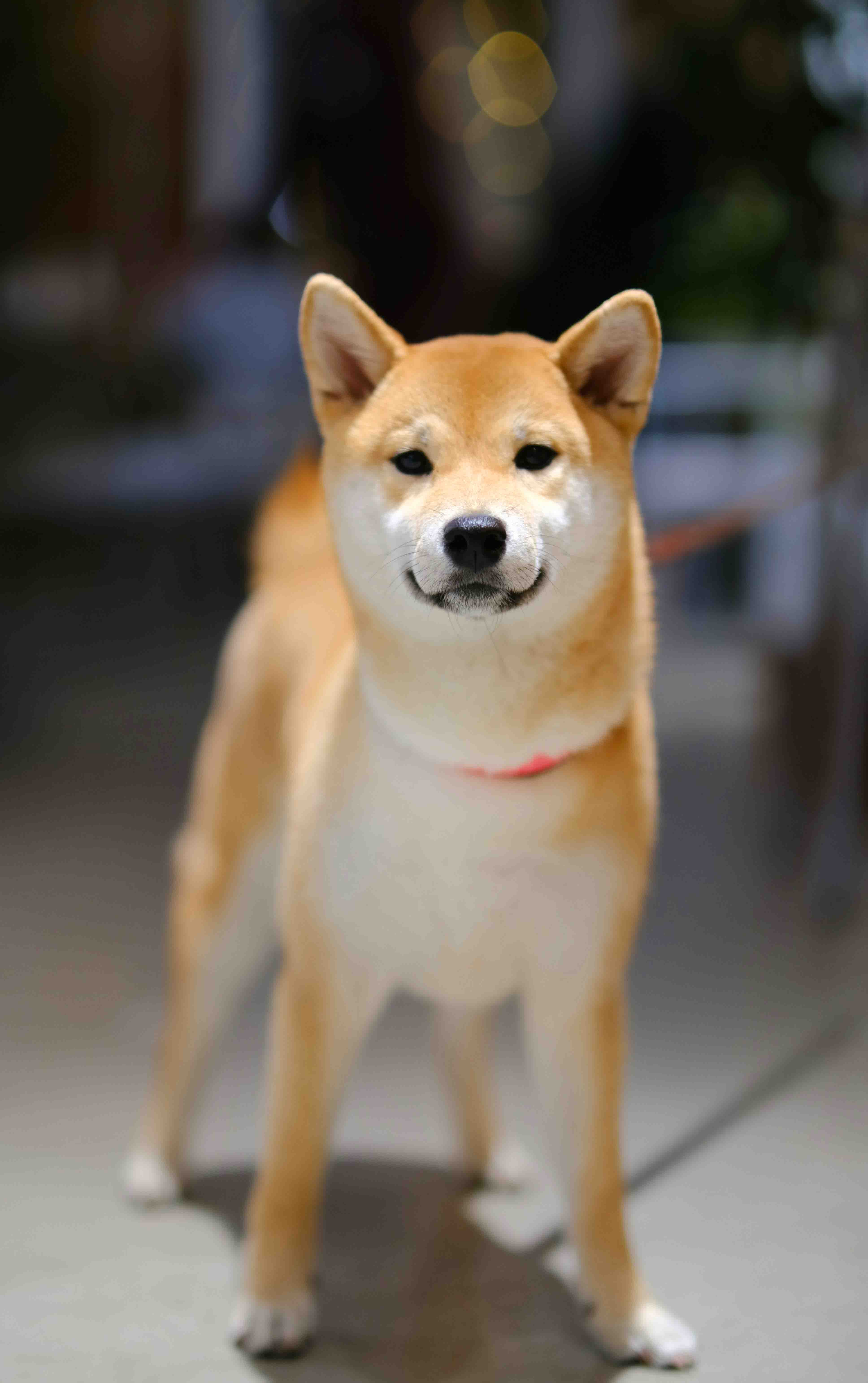 시바견