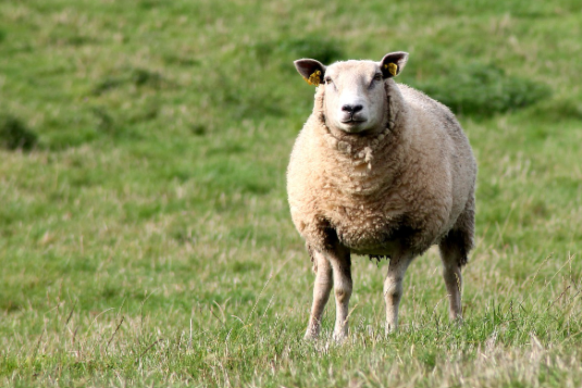 띠별 운세 10월 27일