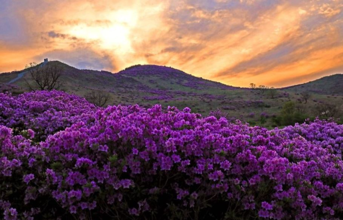 황매산 철쭉축제 2025