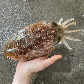 갑오징어 제철 시기 요리 레시피 황금레시피_10