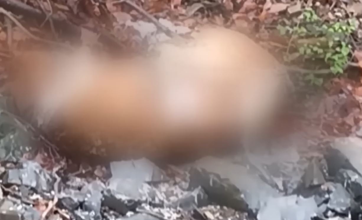 죽은 소가 나뒹구는 경주의 안강읍 계곡