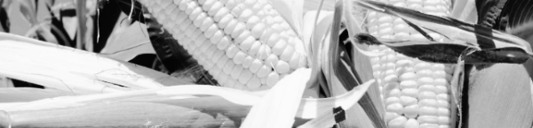 옥수수 파종시기, 옥수수 심는시기: 남부 지방 4월 초부터 중순