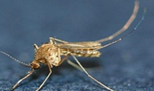 모기 물려서 가려울 때