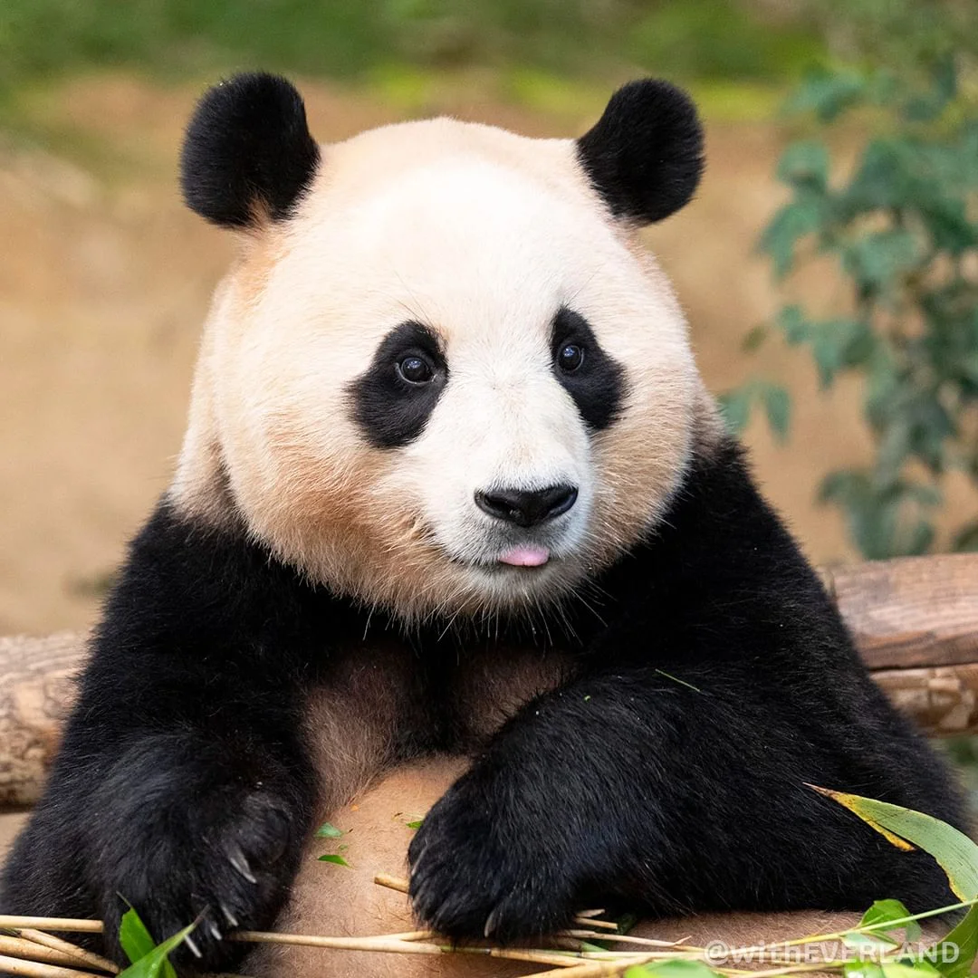 푸바오 중국 반환 마지막 모습 할부지 편지