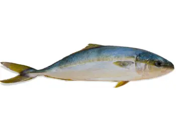 방어 가격 및 효능&amp;#44; 영양성분과 주의점