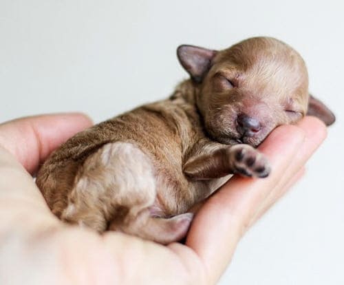 갓태어난강아지