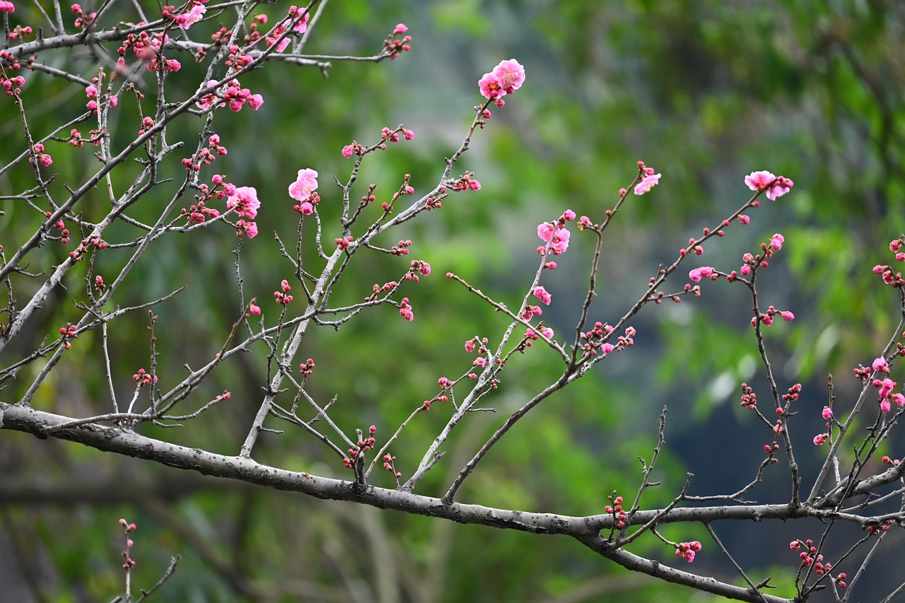 광양 매화 축제
