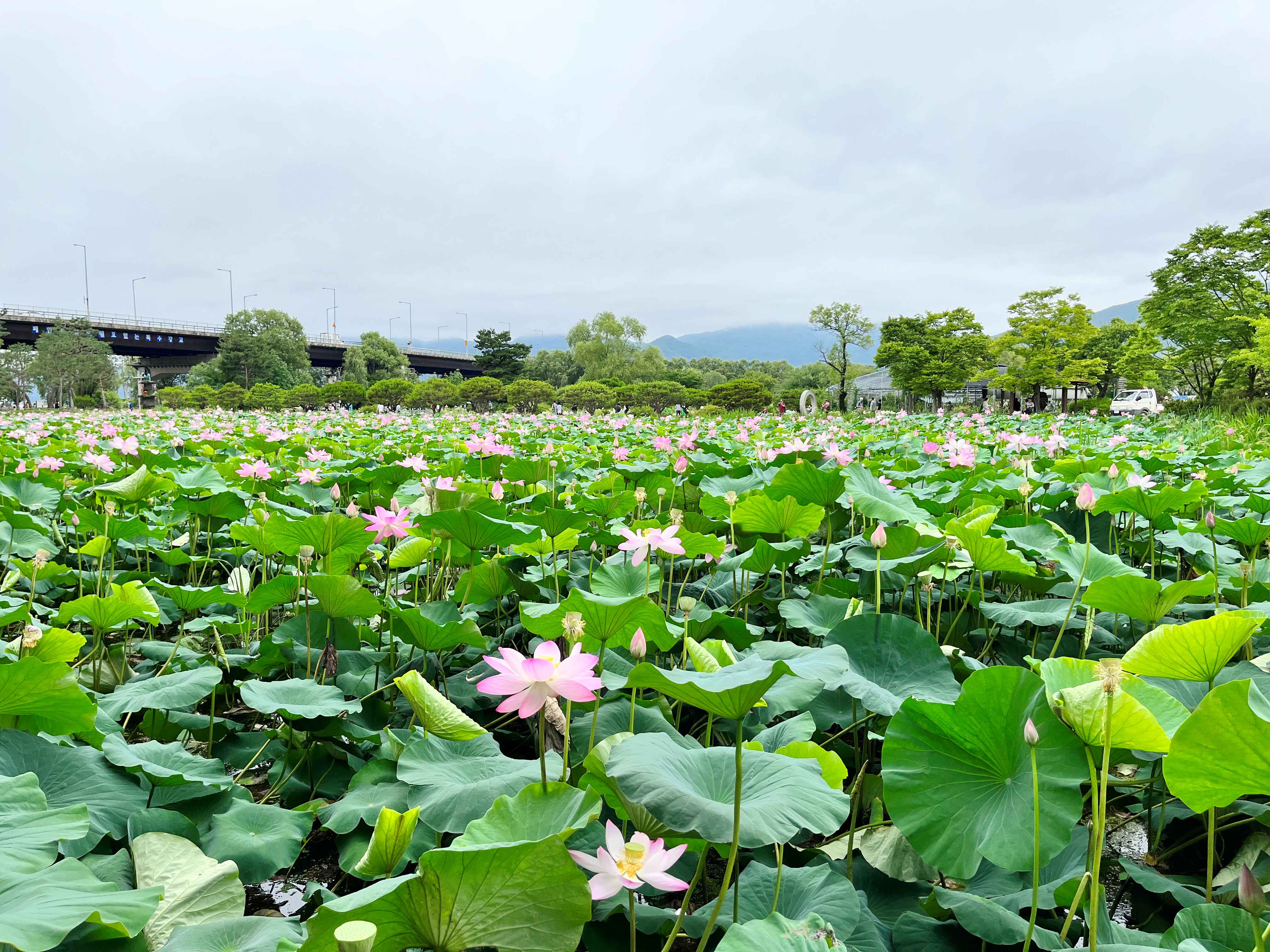세미원 연꽃축제