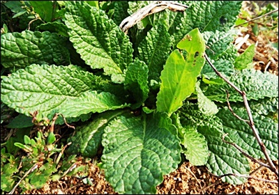 곰보배추 효능&amp;#44; 먹는 법 총정리 