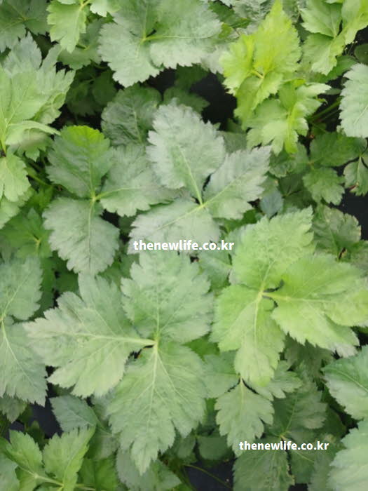 참나물 효능의 빈혈 예방에 중요한 철분과 엽산이 풍부한 참나물 실사진