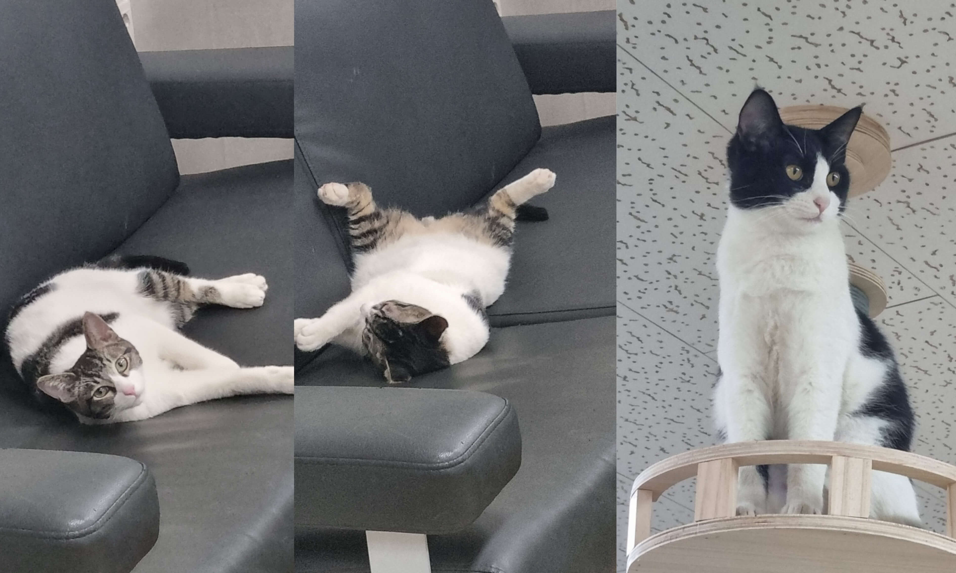 캣타워에 있는 고양이