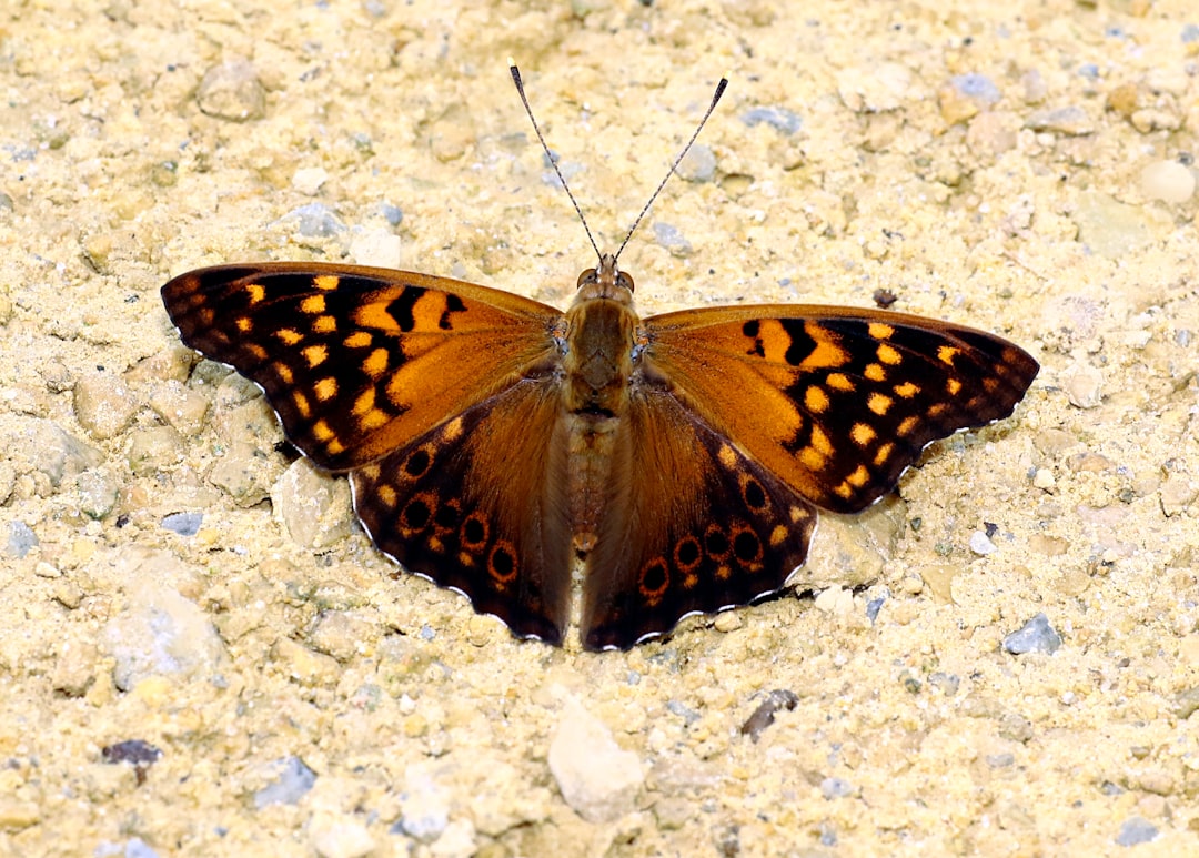 Emperor