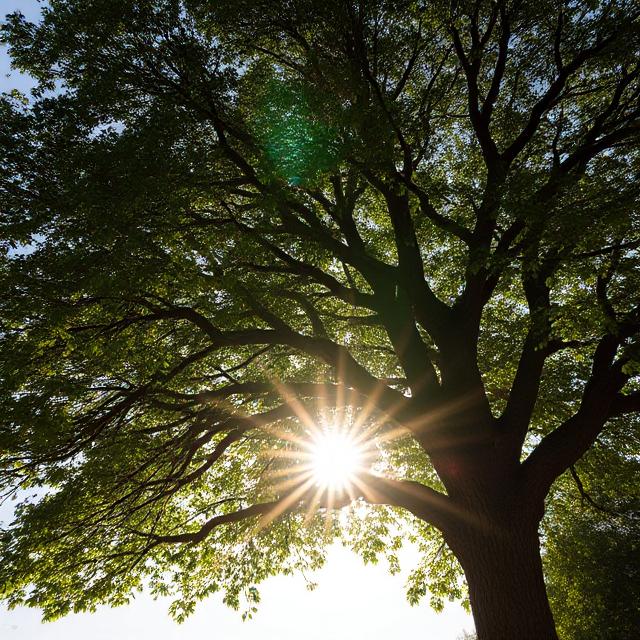 Photosynthesis of tree
