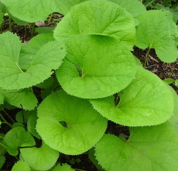 곰취나물 효능 부작용 고르는법 먹는법 칼로리