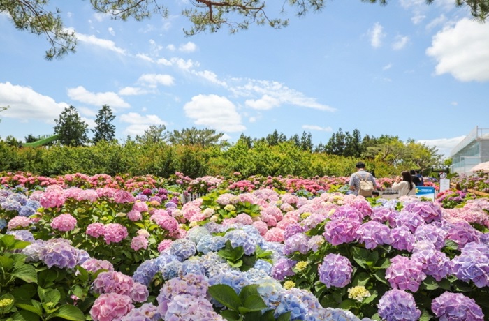 휴애리 봄 수국 축제 (출처:한국관광공사)