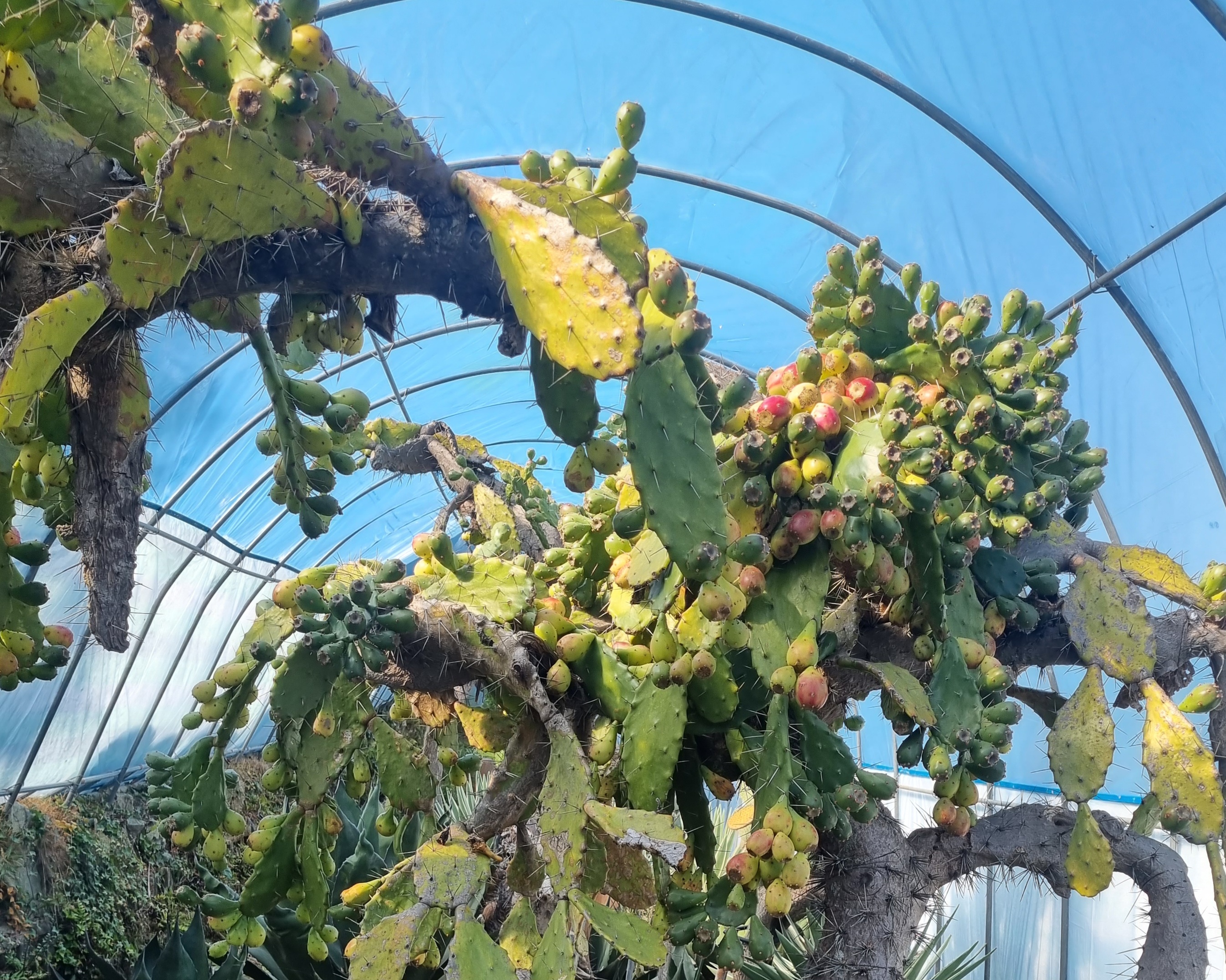 온실 속에서 자라고 있는 백년초 선인장 – 넓은 패들 줄기 위로 붉고 초록빛이 섞인 열매가 다닥다닥 맺혀 있으며, 선명한 햇살 아래 건강하게 자라는 모습이 인상적입니다. 가시와 열매의 질감이 생생하게 드러납니다.