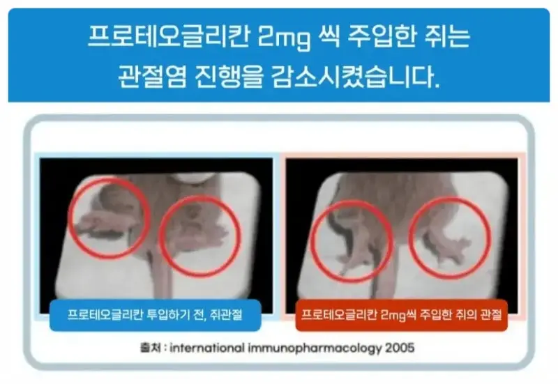 일본관절약 영양제