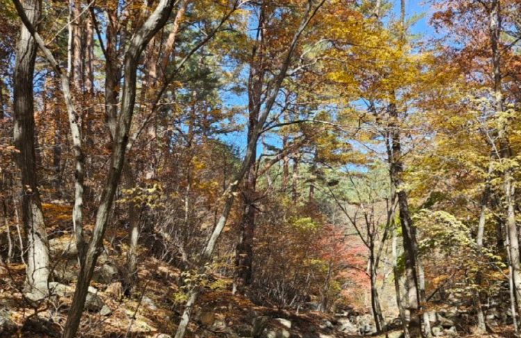 울진 금강송 소나무숲길