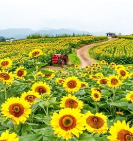 강주해바라기축제