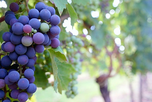 포도주스 효능, 위에 좋은 이유는?