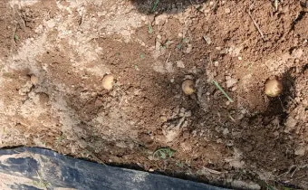 가을감자 심는시기 파종시기와 재배법_6