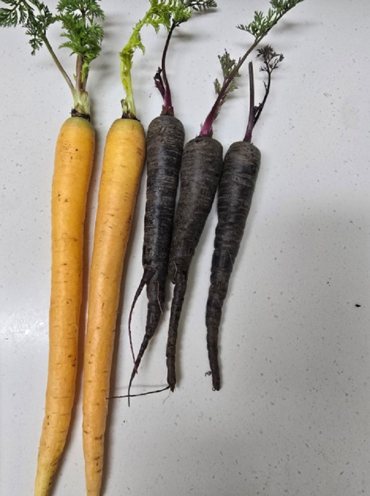 제주-삼색당근-반포농원