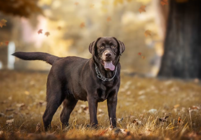 갈색 래브라도 리트리버.