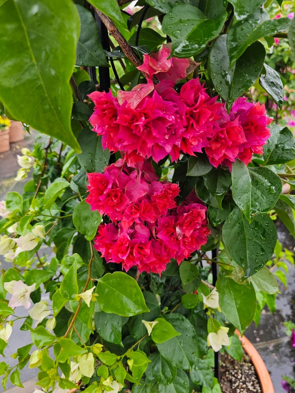 전문가가 본 글로벌 장애인 복지정책