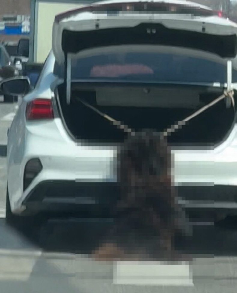 개를 트렁크에 매달고 달린 70대, 과연 어떤 대가를 치를까?