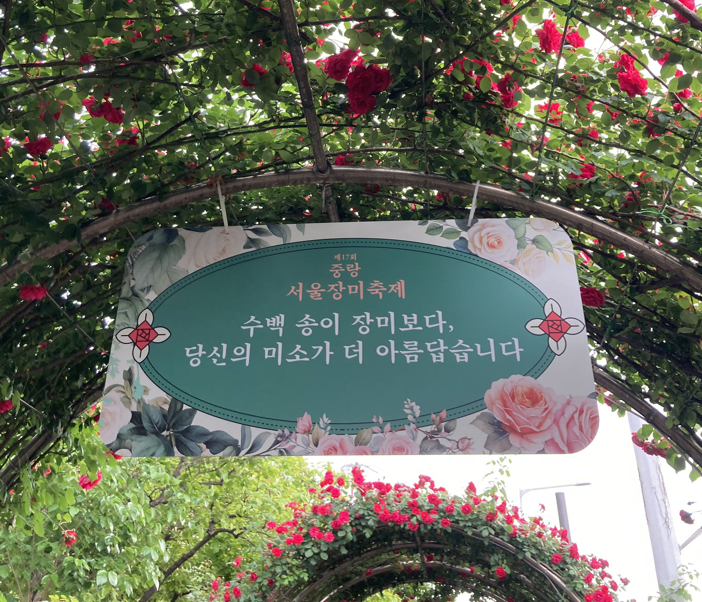 중랑 서울 장미 축제 - 5월 21일 현재 개화 상태