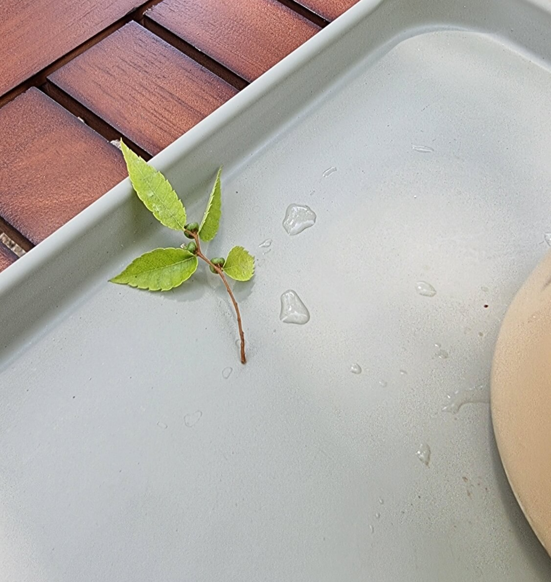 쟁반에 떨어진 나뭇잎